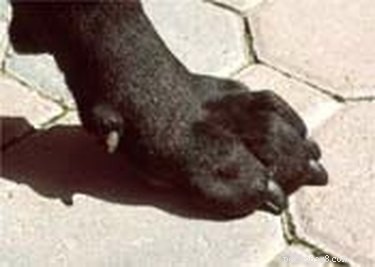 犬の爪を整える方法 