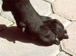 Comment couper les ongles d un chien