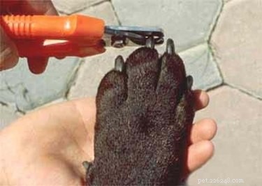 개 손톱 손질 방법