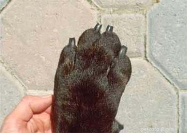 Come tagliare le unghie di un cane
