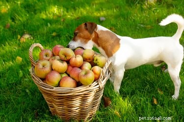 Kan hundar få äppelcider?