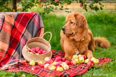 Kan hundar få äppelcider?