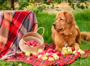 I cani possono avere il sidro di mele?