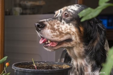 Můžou psi jíst omáčku?