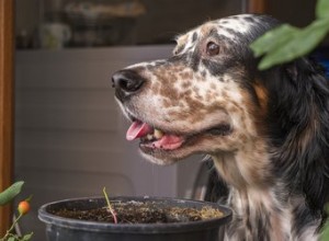 I cani possono mangiare il sugo?