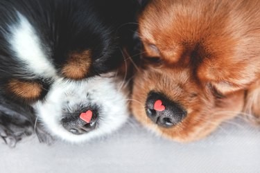Alles over bloeddonatie bij honden