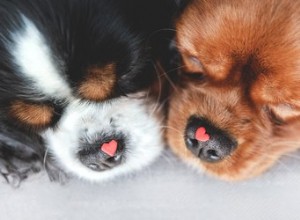 Alles over bloeddonatie bij honden