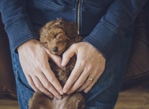 СЛР для домашних животных:что это такое и почему это так важно