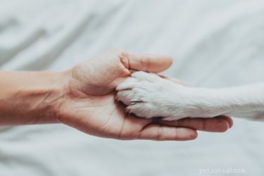 애완동물 심폐소생술:정의 및 중요한 이유