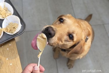 Os cães podem comer manteiga de amendoim?