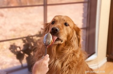 Могут ли собаки есть ореховое масло?