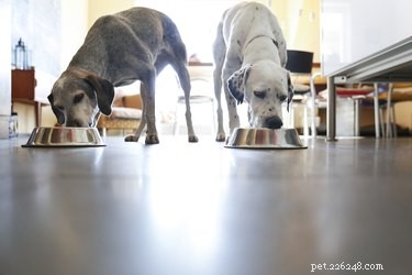 Quais são os componentes cruciais de uma nutrição completa e balanceada para cães?