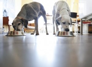 Vilka är de avgörande komponenterna i komplett och balanserad kost för hundar?