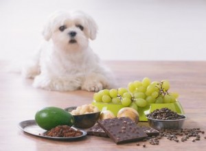 Můžou psi jíst hrozny?