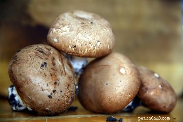Kunnen honden paddenstoelen eten?