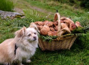 Cães podem comer cogumelos?