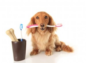 애완동물의 치아 건강을 개선하기 위한 6가지 팁
