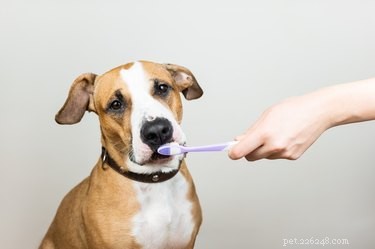 6 tips för att förbättra dina husdjurs tandhälsa