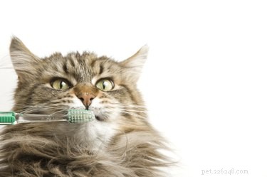 6 dicas para melhorar a saúde bucal de seus animais de estimação
