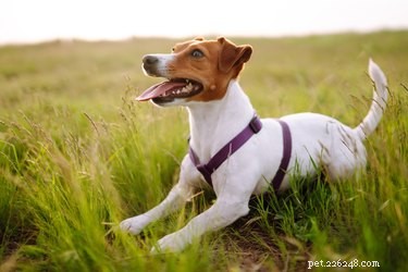 Säkerhet för hundar och fästingar:Tips för att undvika fästingar och hur man tar bort dem