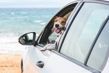 Är det någonsin säkert att lämna en hund i en parkerad bil?