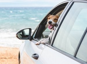 È mai sicuro lasciare un cane in un auto parcheggiata?