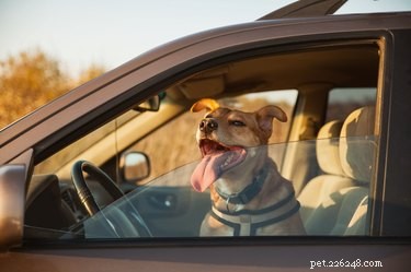 駐車中の車に犬を預けるのは安全ですか？ 