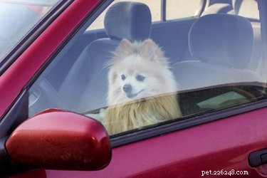 È mai sicuro lasciare un cane in un auto parcheggiata?