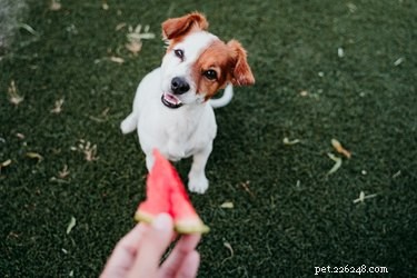 Mohou psi jíst nanuky?