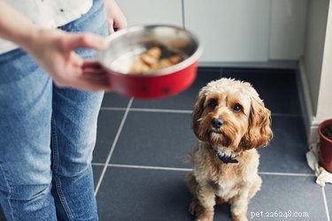 개에게 새로운 음식을 소개하는 방법