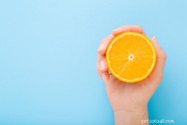I cani possono mangiare le arance?