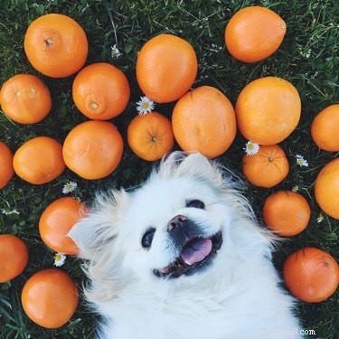 개가 오렌지를 먹을 수 있습니까?