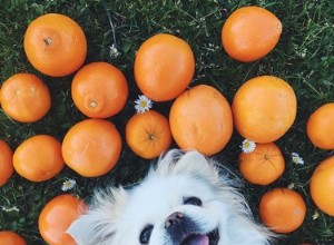 개가 오렌지를 먹을 수 있습니까?