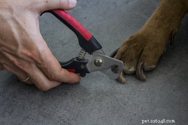 Jak vybrat nejlepší kleštičky na psí nehty – podle kadeřníka