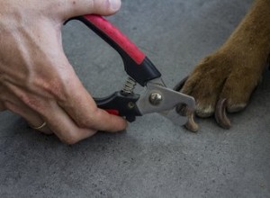 Hoe kies je de beste nagelknipper voor honden - volgens een hondentrimmer
