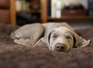 Je melatonin bezpečný pro psy?