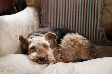Is melatonine veilig voor honden?