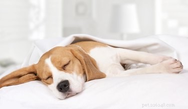 Är melatonin säkert för hundar?