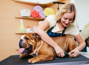 Hoe kies je een hondennagelslijper – volgens een hondentrimmer