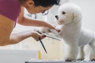 Nejlepší přípravky na péči o hypoalergenní psy – podle veterinářů