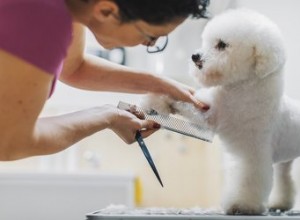 De bästa skötselprodukterna för allergivänliga hundar – enligt veterinärer