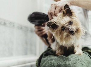 Beste door hondentrimmers goedgekeurde producten voor gebruik tussen trimbezoeken