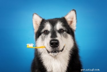 Veterinärer säger att dessa tips är viktiga för hundens tandhygien