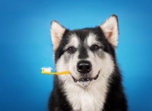 Veterinärer säger att dessa tips är viktiga för hundens tandhygien