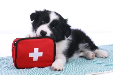 あなたの犬のための救急箱を作る方法 