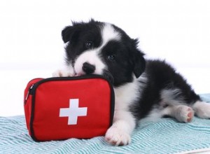 あなたの犬のための救急箱を作る方法 