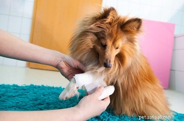 Hur man gör ett första hjälpen-kit för din hund