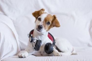 시끄러운 음악은 개의 귀를 아프게 합니까?