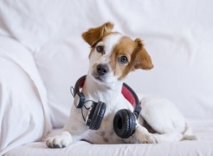 La musica ad alto volume fa male alle orecchie dei cani?
