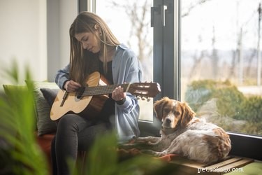 Doet luide muziek pijn aan de oren van honden?